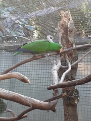 Eclectus roratus polychloros