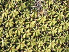 Euphorbia pulvinata