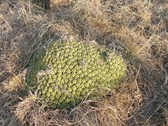 Euphorbia pulvinata