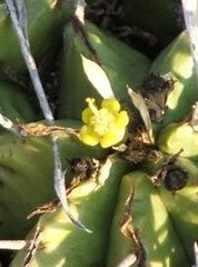 Euphorbia pulvinata