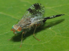 Tephritis neesii