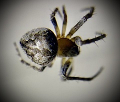 Eustala anastera