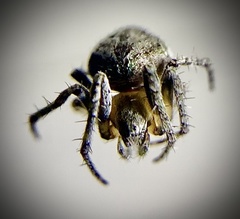 Eustala anastera