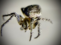 Eustala anastera