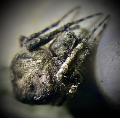 Eustala anastera