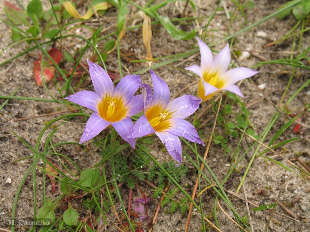 Romulea clusiana, Pontevedra, España