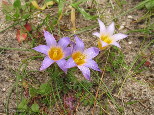 Romulea clusiana