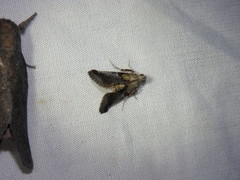 Cacozelia basiochrealis