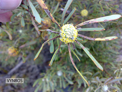 Leucadendron cinereum