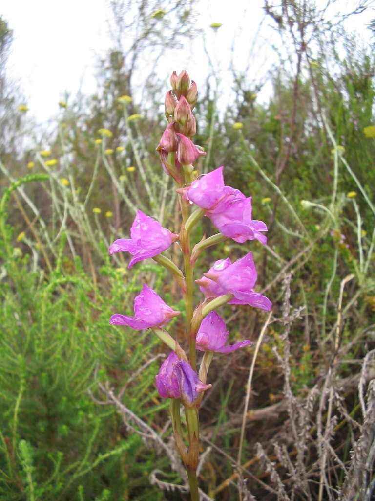 Disa procera