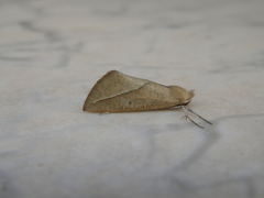 Compsoptera opacaria