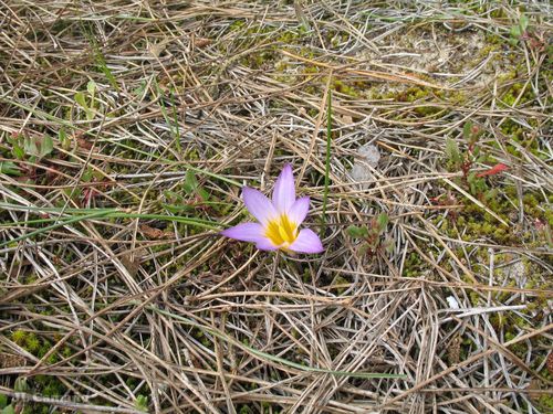 Romulea clusiana