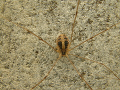 Cosmobunus granarius