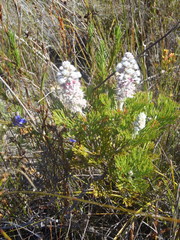 Paranomus abrotanifolius