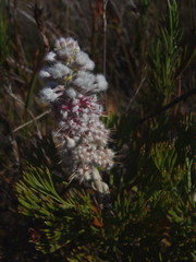 Paranomus abrotanifolius