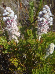 Paranomus abrotanifolius