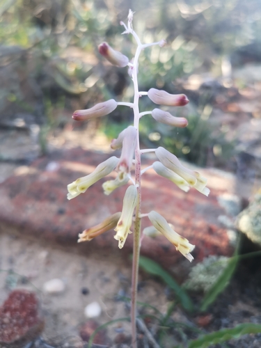Crinkly Viooltjie (Lachenalia bruynsii)