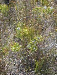 Paranomus abrotanifolius