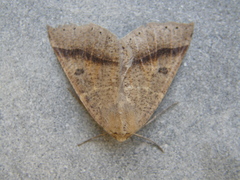 Crocallis dardoinaria