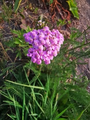 Achillea millefolium