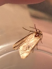Crambodes talidiformis