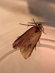 Crambodes talidiformis