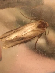 Crambodes talidiformis