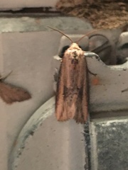 Crambodes talidiformis