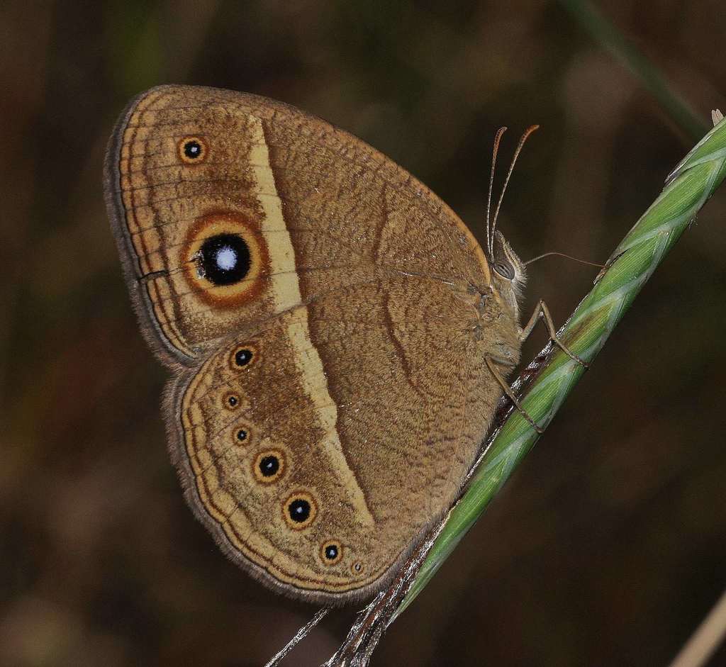 Eyed Bush Brown