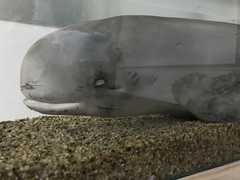Neophocaena