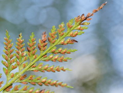Asplenium gracillimum