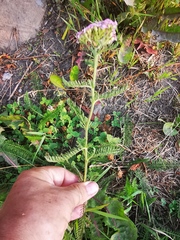 Achillea millefolium