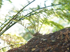 Asplenium gracillimum