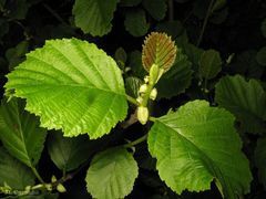 Alnus lusitanica