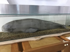 Neophocaena