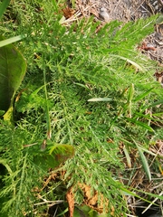 Achillea millefolium
