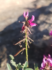 Indigofera intermedia