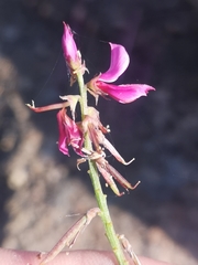 Indigofera intermedia