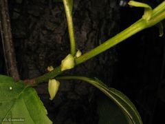 Alnus lusitanica
