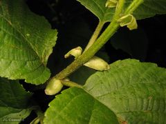 Alnus lusitanica