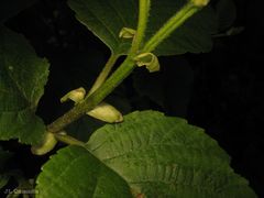 Alnus lusitanica