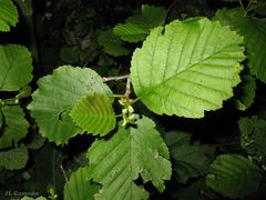 Alnus lusitanica