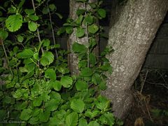 Alnus lusitanica