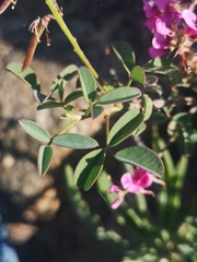 Indigofera intermedia