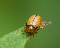 Cryptocephalus pusillus
