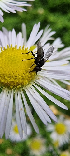 Pouting Woodlouse-fly, 6704 PJ Wageningen, Netherlands, photo 10 of 10