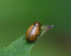 Cryptocephalus pusillus