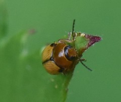 Cryptocephalus pusillus