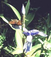 Melitaea athalia