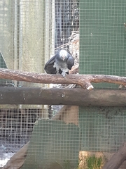 Psittacus erithacus timneh